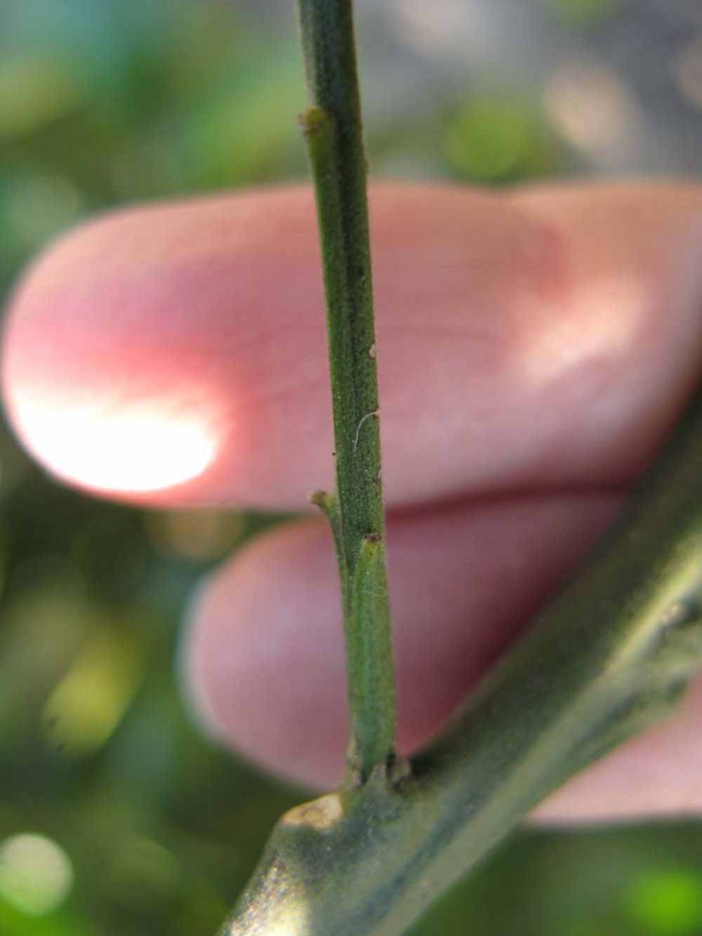                  First year twig   (Winter Haven, FL)       